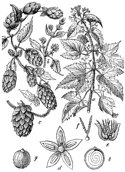 Plik:Chmiel.png